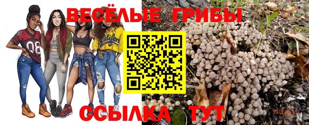 Псилоцибиновые грибы Psilocybe Кореновск